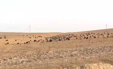 Мал шаруашылығын дамыту: 5-6% мөлшерлемемен жеңілдетілген несие берілуі мүмкін