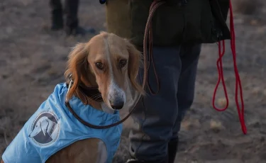 Алматы облысында тазылардың аңшылық қарым-қабілеті сыналды