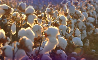 Елімізде алғаш рет рекордтық мақта өнімі жиналды