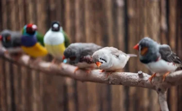 Каких птиц можно встретить зимой в Иртышском бору