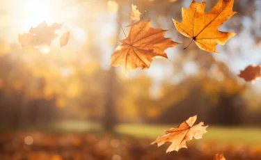 Осенний лист, залетевший в рот пенсионеру, обошелся ему в 174 000 тенге