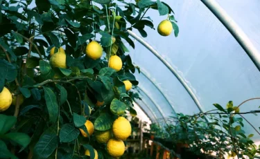 Лимоны, бананы и манго посреди зимы: как в Кызылорде выращивают фрукты