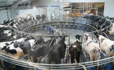 Срок обозначен: Минсельхоз усилит экспорт мяса и поддержку аграриев