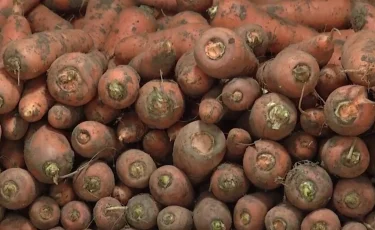 Аграрии несут убытки: на овощехранилищах Павлодарской области гниет морковь