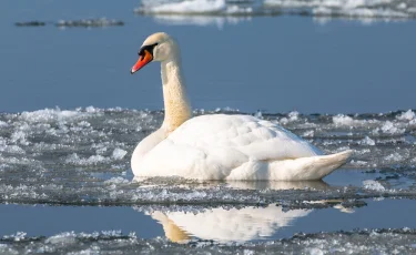 Житель Жанаозена спас лебедя во время морозов
