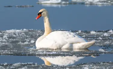 Житель Жанаозена спас лебедя во время морозов