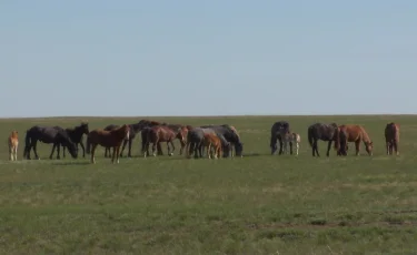 Маңғыстау, Қызылорда облыстарында мал жайылатын жер жетіспейді