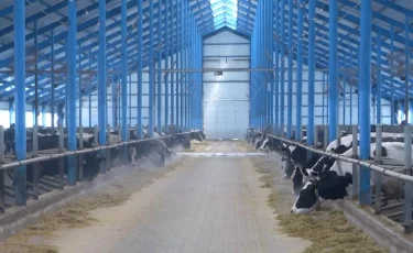 "Подснежники" в школах и хороводы из "бурёнок": что удалось выявить в результате проверок Минфина