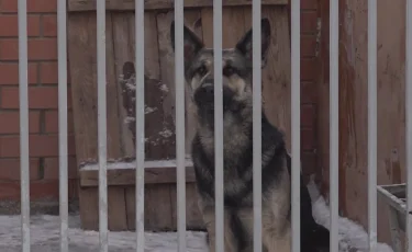 Жестокая прогулка: в Астане водитель привязал собаку к багажнику авто