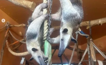 Алматы хайуанаттар бағы жаңа жануармен толықты