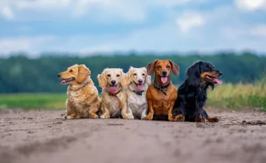 Сколько лет вашей собаке по человеческим меркам: старая формула врет