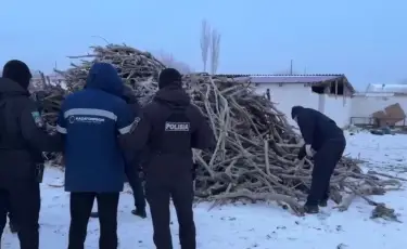 Сексеуілді кескен: күдіктілер 12 жылға дейін бас бостандығынан айырылуы мүмкін