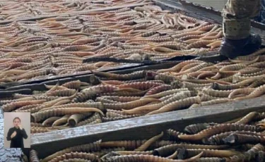 Браконьеры пытались вывезти из Казахстана почти 2 000 рогов сайги