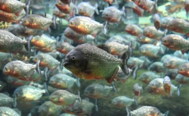 Стая пираний атаковала людей в реке: закрыт популярный туристический участок