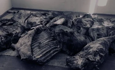 Ночная охота: как изощрённые скотокрады вывозили мясо с чужих подворий в Алматинской области