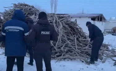 Под покровительством чиновников: в заповеднике незаконно вырубали редкие деревья (видео)