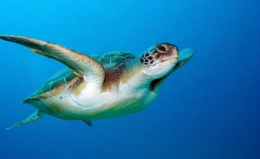 Без GPS и компаса: черепаха совершила путешествие, преодолев 10 000 км