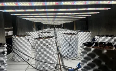 Выращивали коноплю: полиция накрыла фитолабораторию с дорогим оборудованием