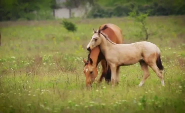 Кооперативтер ауыл шаруашылығы өндірісінің тиімділігін арттырады – Президент