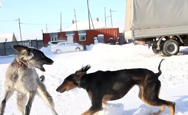 От отца к сыну: как семья из Павлодара сохраняет символ казахской степи
