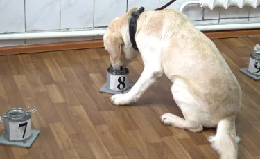 Кинологиялық қызметте иттер неше жаста зейнетке шығады