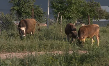 Қазақстанда Мал өсірушілер одағы жұмысын бастады