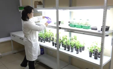 Казахстанские города начнут озеленять по новой научной методике