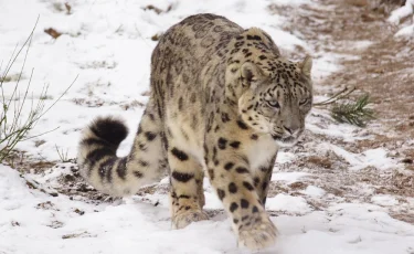 Опасное селфи: туристка решила сфотографироваться со снежным барсом