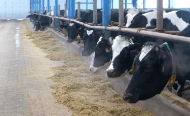 2027 жылдан бастап мал экспортына шектеу қойылмауы мүмкін