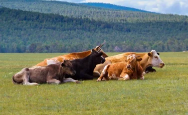 Трех коров убило током в степи: суд обязал выплатить компенсацию