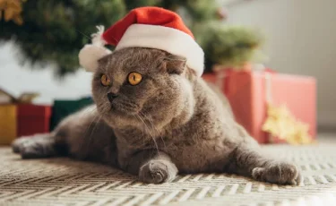 Кошка, пропавшая пять лет назад, вернулась домой на Рождество