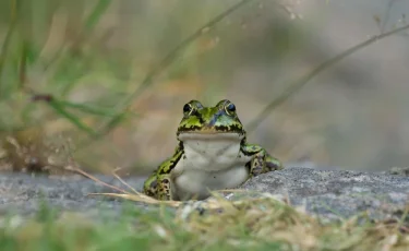 Лягушка в форме: ИИ заменил полицейского на сказочный персонаж