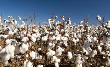 Дефицит воды: в Казахстане намерены сократить посевы риса и хлопка