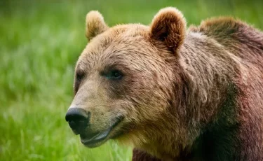 Медведь 37 дней жил в подвале: хозяин прогнал его пейнтбольной винтовкой