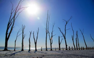Сенсация: ученые нашли необычный способ борьбы с глобальным потеплением