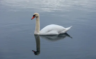 Истекал кровью двое суток: ветеринары провели срочную операцию лебедю