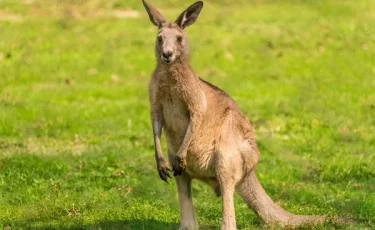 Кенгуру спровоцировал завал во время главной велогонки Австралии  (видео)