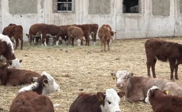 Обещанного не дождались: жители Алматинской области не получили кредит на развитие бизнеса