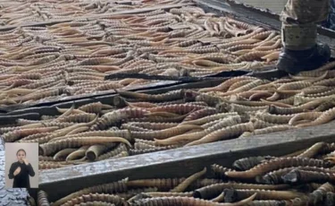 Екі өңірде ақбөкендерді заңсыз аулаған браконьерлер ұсталды - ІІМ