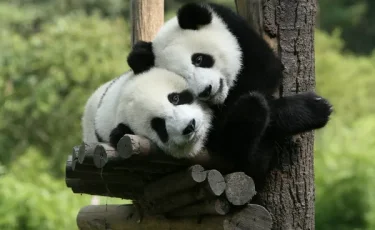 Конец эпохи: из Японии вывозят последних двух панд