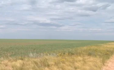 Минсельхоз планирует вернуть неиспользуемые земли для выпаса скота