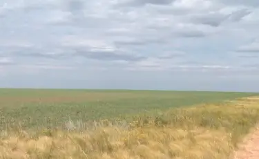 Минсельхоз планирует вернуть неиспользуемые земли для выпаса скота