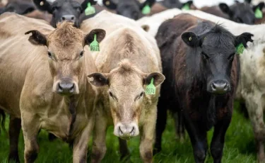 Подставил сельчан: как фермер присвоил скот на 50 млн тенге