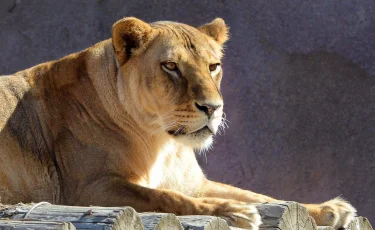 Алматинский зоопарк объявляет акцию по приёму использованных новогодних ёлок