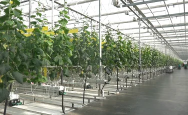 Субсидии и научные разработки: как развивается сельское хозяйство в Казахстане