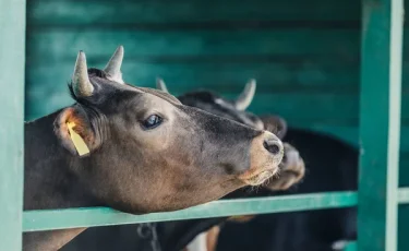 В Казахстане готовят новый план развития животноводства до 2030 года