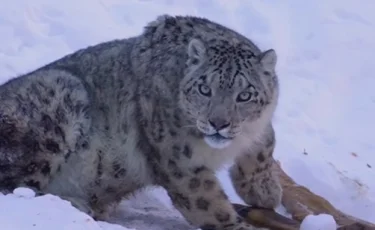 «Хозяин алматинских гор»: фотограф поделился уникальными кадрами снежного барса (видео)