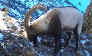 Дикая жизнь в объективе: в Катон-Карагайском нацпарке поделились свежими кадрами с фотоловушек