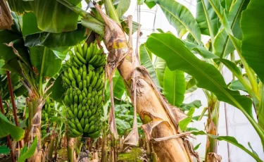 В Сарыагаше начали выращивать знаменитые бананы «Кавендиш»