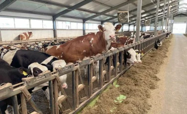 13 млн литров молока в год: новая молочная ферма строится в Конаеве